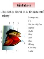 Bài giảng QUAN SÁT MỘT SỐ THÂN MÊM