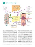 Ebook Medical pharmacology at a glance (7th edition) Part 2