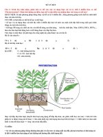 dùng thực vật để xử lý ô nhiễm đất