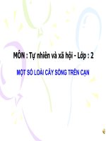 giáo án môn tự nhiên xã hội lớp 2 một số loài cây sống trên cạn