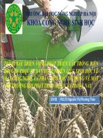 trình bày triển vọng phát triển cây trồng biến đổi gen phục vụ sản xuất nhiên liệu sinh học về mặt công nghệ và phân tích các tác động về mặt môi trường khi phát triển loại cây trồng này 