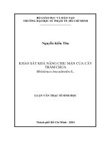 KHẢO SÁT KHẢ NĂNG CHỊU MẶN CỦA CÂY TRÀM CHUA Melaleuca leucadendra L.