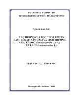 ẢNH HƯỞNG CỦA ĐỘC TỐ VI KHUẨN LAM LÊN SỰ NẢY MẦM VÀ SINH TRƯỞNG CỦA CÀ RỐT (Daucus carota L.) VÀ XÀ LÁCH (Lactuca sativa L.)