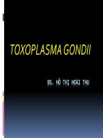 BÀI GIẢNG BỆNH TOXOPLASMA GONDII
