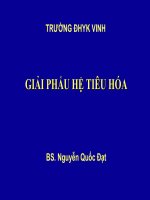 hệ tiêu hóa ĐH Y Khoa Vinh VMU