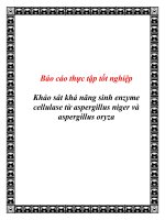 Khảo sát khả năng sinh enzyme cellulase từ aspergillus niger và aspergillus oryza