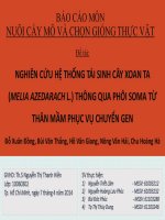 Nghiên cứu hệ thống tái sinh cây xoan ta thông qua phôi soma từ thân mầm phục vụ chuyển gen 