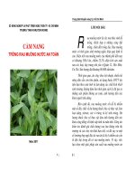 CẨM NANG TRỒNG RAU MUỐNG NƯỚC AN TOÀN