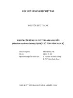 nghiên cứu bệnh do phytoplasma hại sắn  (manihot esculentacrantz) tại một số tỉnh đông nam bộ 