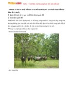 Sinh học 12 bài 36: Quần thể sinh vật và mối quan hệ giữa các cá thể trong quần thể