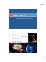 Hệ thống phân loại và đa dạng Ngành Cnidaria