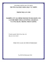 Nghiên cứu sự hình thành tế bào đơn cây lan hồ điệp (phalaenopsis amabilis) và ứng dụng trong nhân giống (tóm tắt) 