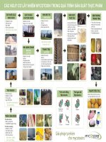 Các nguy cơ lây nhiễm độc tố nấm mốc trong quá trình sản xuất thực phẩm