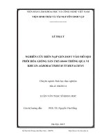 Nghiên cứu biến nạp gen dof1 vào mô sẹo phôi hóa giống sắn TMS 60444 thông qua vi khuẩn agrobacterium tumefaciens 
