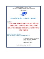 Sàng lọc vi khuẩn vùng rễ và nội sinh cây lúa vùng ngập mặn có kích hoạt tính kích thích tăng trưởng cây trồng  