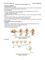 SINH SẢN VÔ TÍNH Ở ĐỘNG VẬT VÀ BÀI TẬP TRẮC NGHIỆM