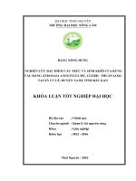 Nghiên cứu đặc điểm cấu trúc và sinh khối của rừng vầu đắng (indosasa angustata mc  clure) thuần loài tại xã cư lễ   huyện na rì   tỉnh bắc kạn 