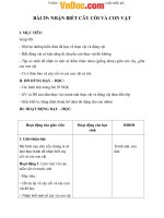 Giáo án Tự nhiên xã hội 1 bài 29: Nhận biết cây cối và con vật 