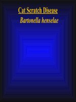 Program SCRATCH Program SCRATCH