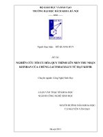 Nghiên cứu tối ưu hóa quy trình lên men thu nhận kefiran của chủng lactobacillus từ hạt kefir 