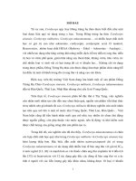 Nghiên cứu thu nhận beauverincin từ cordyceps spp và thăm dò khả năng ức chế tế bào ung thư 