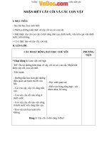 Giáo án Tự nhiên xã hội 2 bài 30