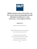3D reconstruction of synaptic and nuclear corticosteroid receptors distribution density in the amygdala a feasibility study 