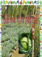 Bài giảng lớp Mầm chủ đề Thế giới thực vật