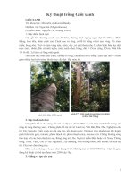 Kỹ thuật trồng Giổi xanh