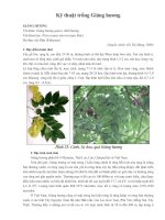 Kỹ thuật trồng Giáng hương