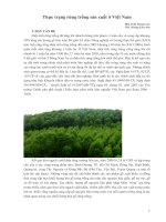 Thực trạng rừng trồng sản xuất ở Việt Nam