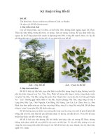 Kỹ thuật trồng Bồ đề