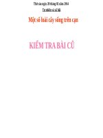 BÀI GIẢNG Một số loài cây sống trên cạn