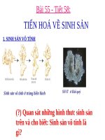 BÀI GIẢNG TIẾN HÓA VỀ SINH SẢN