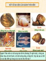 BÀI GIẢNG ĐẶC ĐIỂM CHUNG VÀ VAI TRÒ CỦA NGÀNH THÂN MỀM