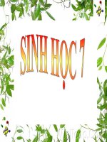 Phân Biệt Động Vật Với Thực Vật Đặc Điểm Chung Của Động Vật