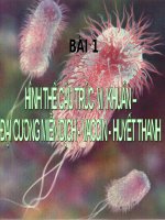 HÌNH THỂ CẤU TRÚC  VI  KHUẨN –  ĐẠI CƯƠNG MIỄN DỊCH - VACCIN - HUYẾT THANH