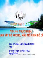 THỰC HÀNH:  QUAN SÁT BỘ XƯƠNG, MẪU MỔ CHIM BỒ CÂU
