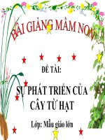 Bài giảng điện tử mầm non đề tài Sự phát triển của cây từ hạt (lớp Lá)