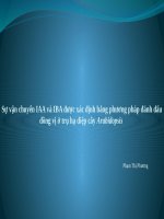 Sự vận chuyển IAA và IBA được xác định bằng phương pháp đánh dấu đồng vị ở trụ hạ diệp cây arabidopsis 