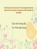 Các dẫn xuất của furocoumarin từ rễ cây angelicae dahuricae (bạch chỉ) và ảnh hưởng của chúng tới sự điều hòa phiên mã gene RXRα 