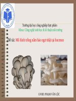 Mô hình trồng nấm bào ngư nhật tại hocmon 