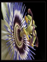 Bài giảng thao giảng sinh học 9 lai 1 cặp tính trạng (7) 