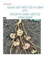 Bài 28, quan sát một số vi sinh vật