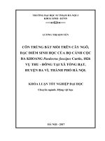Côn trùng bắt mồi trên cây ngô, đặc điểm sinh học của bọ cánh cộc ba khoang paedesrus fuscipes curtis, 1826 vụ thu   đông tại xã tòng bạt, huyện ba vì, thành phố hà nội