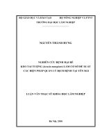 Nghiên cứu bệnh hại rễ keo tai tượng (acacia mangium) làm cơ sở đề xuất các biện pháp quản lý dịch bệnh tại yên bái 