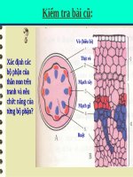 Bài 16. Thân to ra do đâu ?