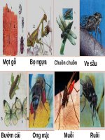 Bài 27. Đa dạng và đặc điểm chung của lớp Sâu bọ