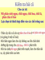 Bài 15. Cấu tạo trong của thân non