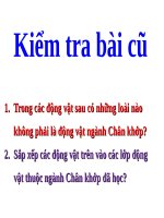 Bài 27. Đa dạng và đặc điểm chung của lớp Sâu bọ